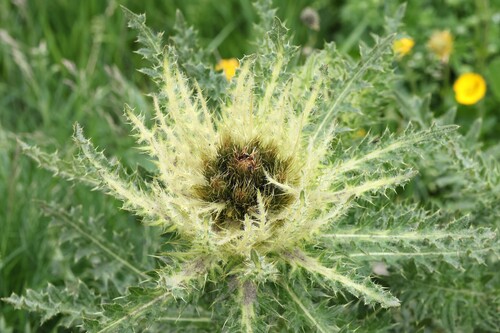 Cirsium spinosissimum, photograph 2