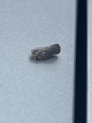 Citrus Flatid Planthopper