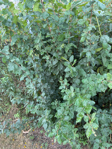 fragrant sumac