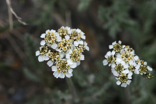 Achillea nana, photograph 1