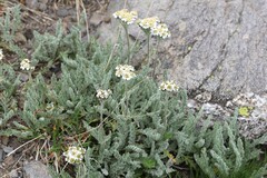 Achillea nana