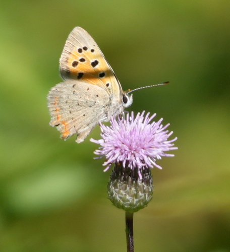 Small Copper