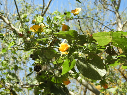 Abutilon grandifolium, photograph 1