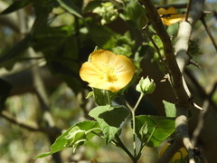 Abutilon grandifolium