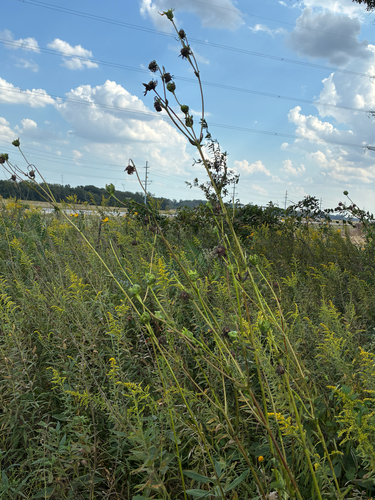 prairie dock