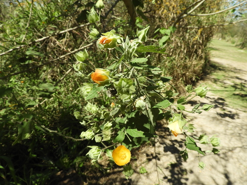 Abutilon grandifolium, photograph 2