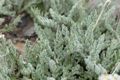Achillea nana, photograph (c) Antoine Thivolle, some rights reserved (CC BY)