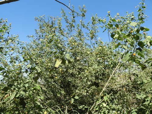 Abutilon grandifolium, photograph 3