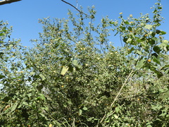 Abutilon grandifolium, photograph (c) Pablo H Capovilla, some rights reserved (CC BY)