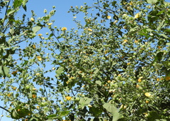 Abutilon grandifolium, photograph (c) Pablo H Capovilla, some rights reserved (CC BY)
