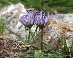 Phyteuma hemisphaericum