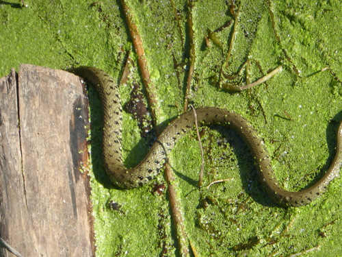 Barred Grass Snake