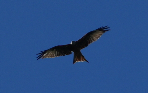 Red Kite