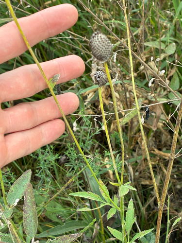 grey-headed coneflower