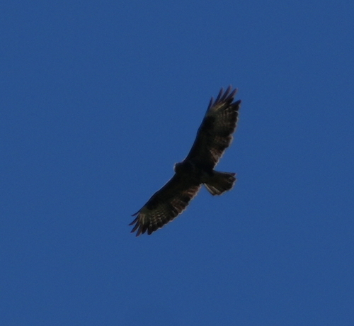 Common Buzzard