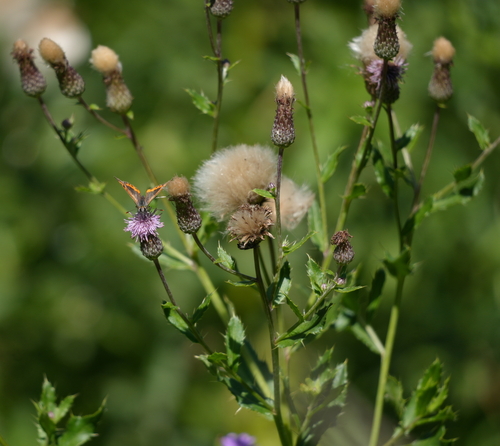 creeping thistle