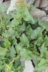 Blitum bonus-henricus, photograph (c) Antoine Thivolle, some rights reserved (CC BY)