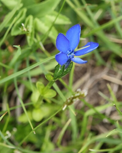 Gentiana bavarica, photograph 5