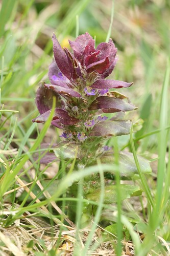 Ajuga pyramidalis