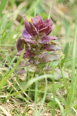 Ajuga pyramidalis
