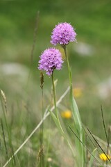 Traunsteinera globosa