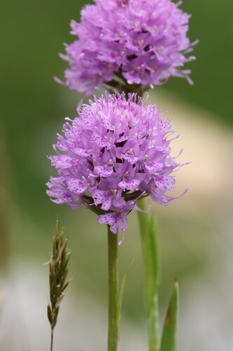 Traunsteinera globosa, photograph 2