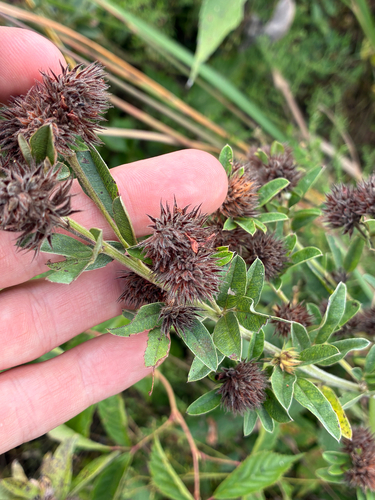 round-headed bush clover