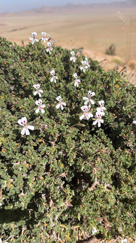 Pelargonium xerophyton, 2026-08-05