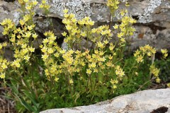Saxifraga moschata