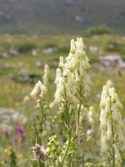 Aconitum lasiostomum