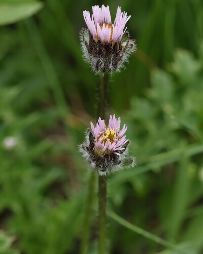 Erigeron uniflorus