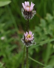 Erigeron uniflorus