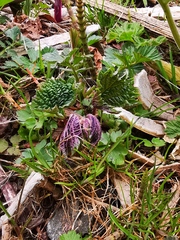 Urtica platyphylla
