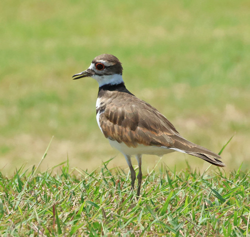 Killdeer
