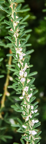 Chinese bushclover