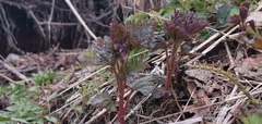 Urtica platyphylla