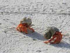 Coenobita perlatus