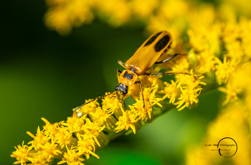 Goldenrod Soldier Beetle