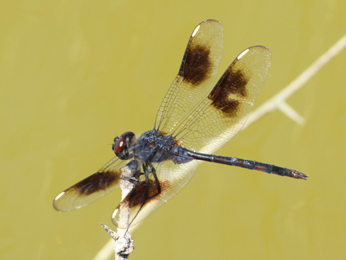 Four-spotted Pennant