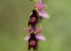 Ophrys bertolonii benacensis