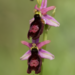 Ophrys bertolonii benacensis - Photo (c) Maurizio Sighele, μερικά δικαιώματα διατηρούνται (CC BY-NC-ND)