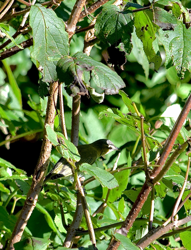 Red-eyed Vireo