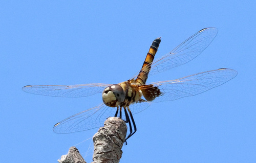 Marl Pennant