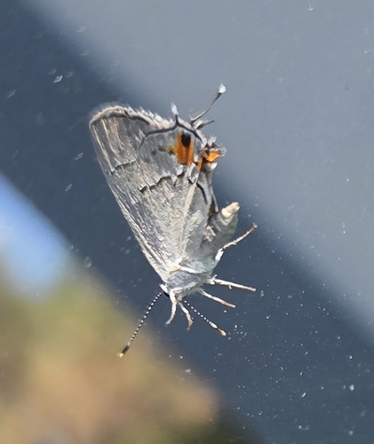 Gray Hairstreak