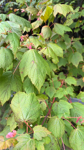Mountain Maple