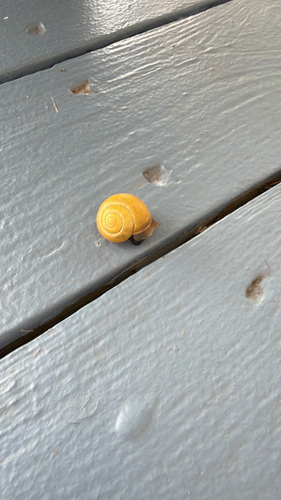 Cepaea