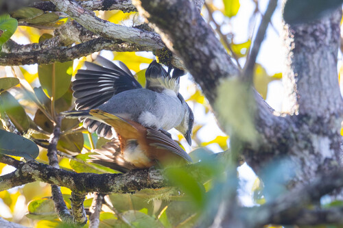 Mauritius Cuckooshrike