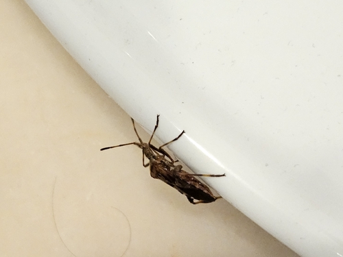 Western Conifer Seed Bug