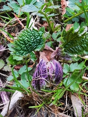 Urtica platyphylla