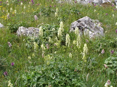 Aconitum lasiostomum